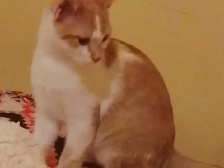Adozione gatto, maschio, Razza sconosciuta Razza sconosciuta, 3 mesi, taglia non valida, Perugia