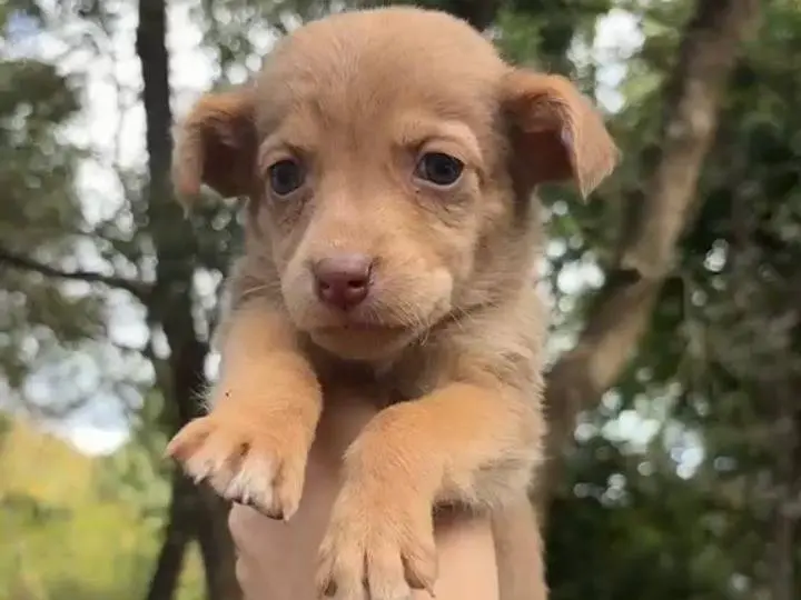 Adozione cane, femmina, Razza sconosciuta Razza sconosciuta, 2 mesi, taglia media contenuta, Catania