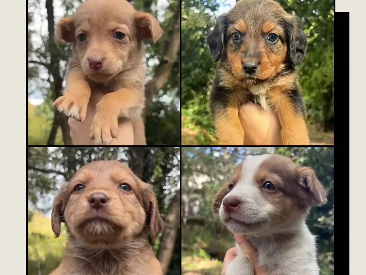 Adotta un cane, femmina, 2 mesi, Catania