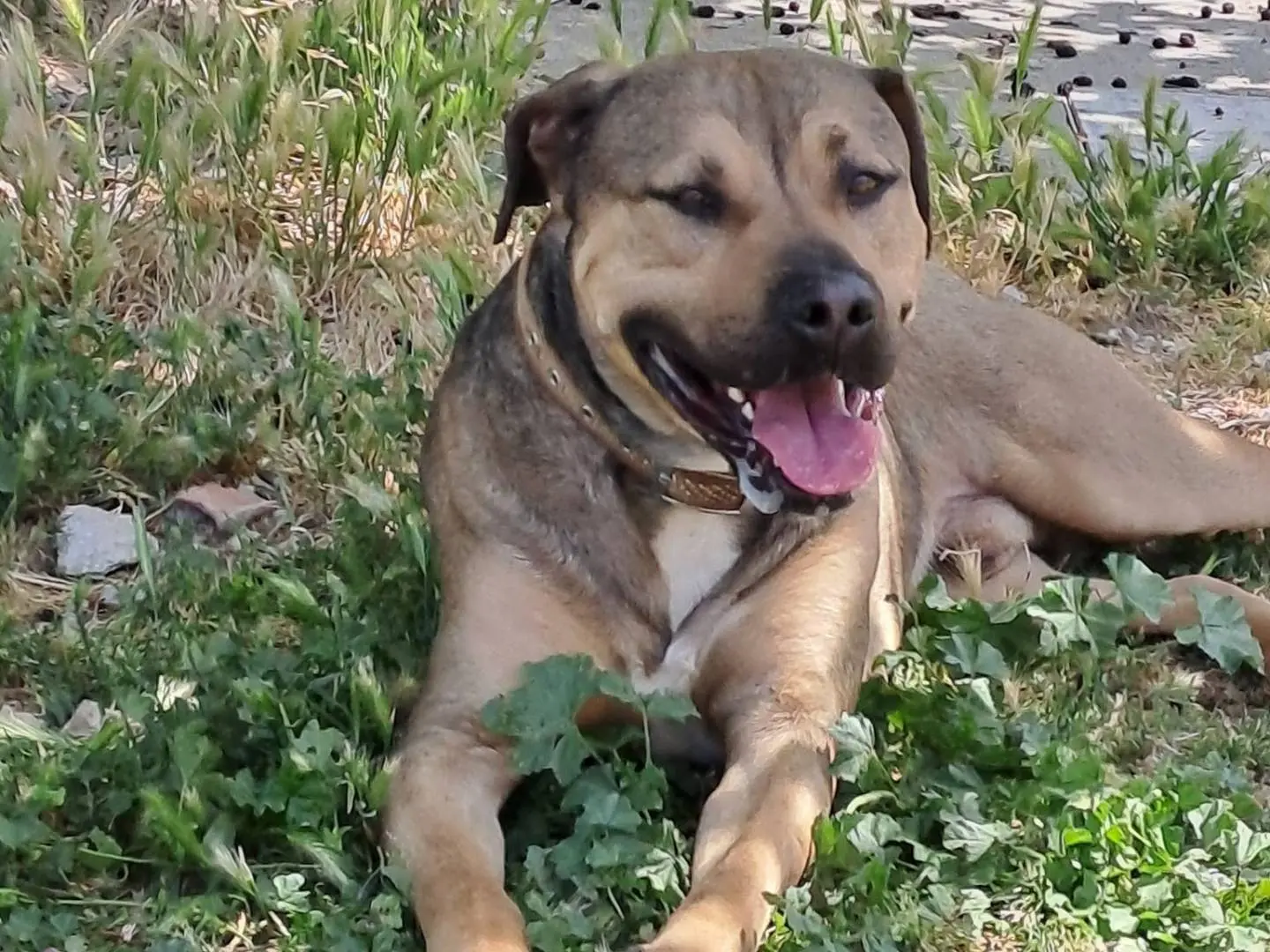 Adotta un cane, taglia grande, maschio, Monza