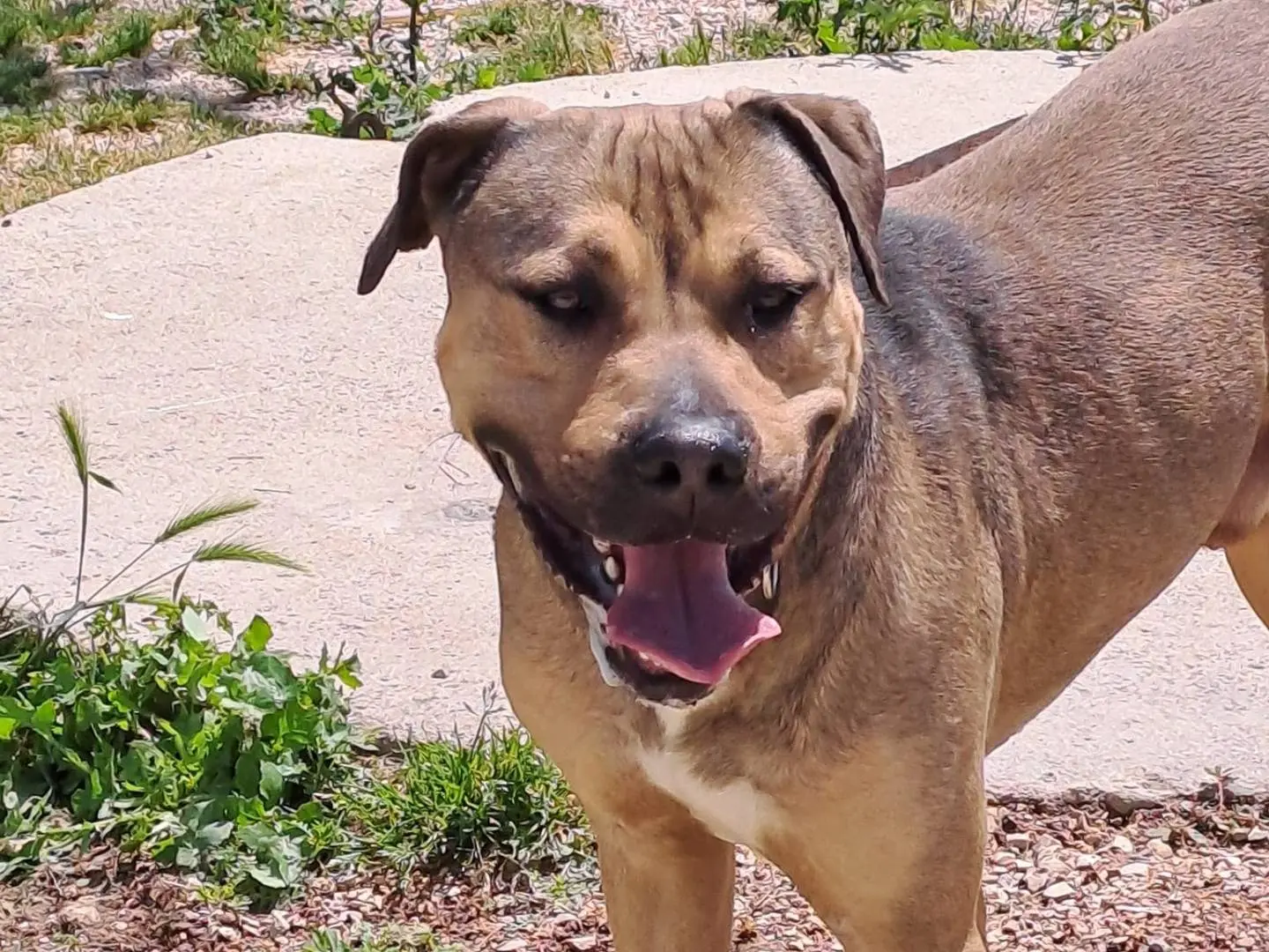 Vuoi adottare un cane a Monza?