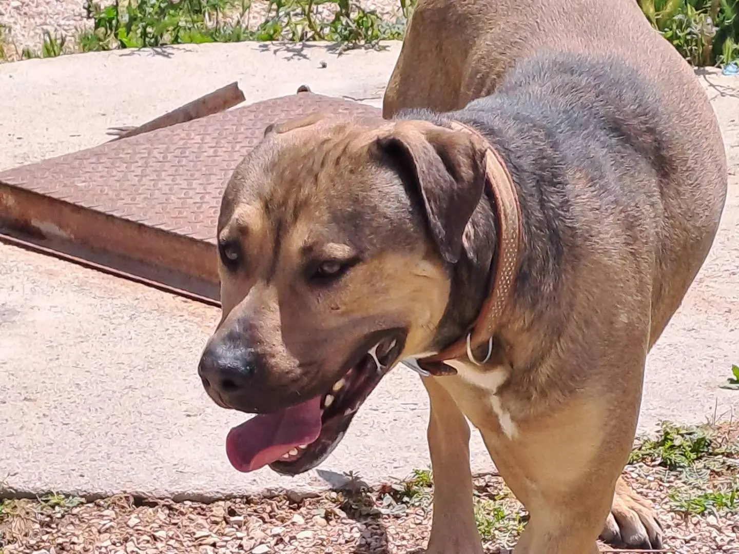 Adotta il cane Bobby a Monza