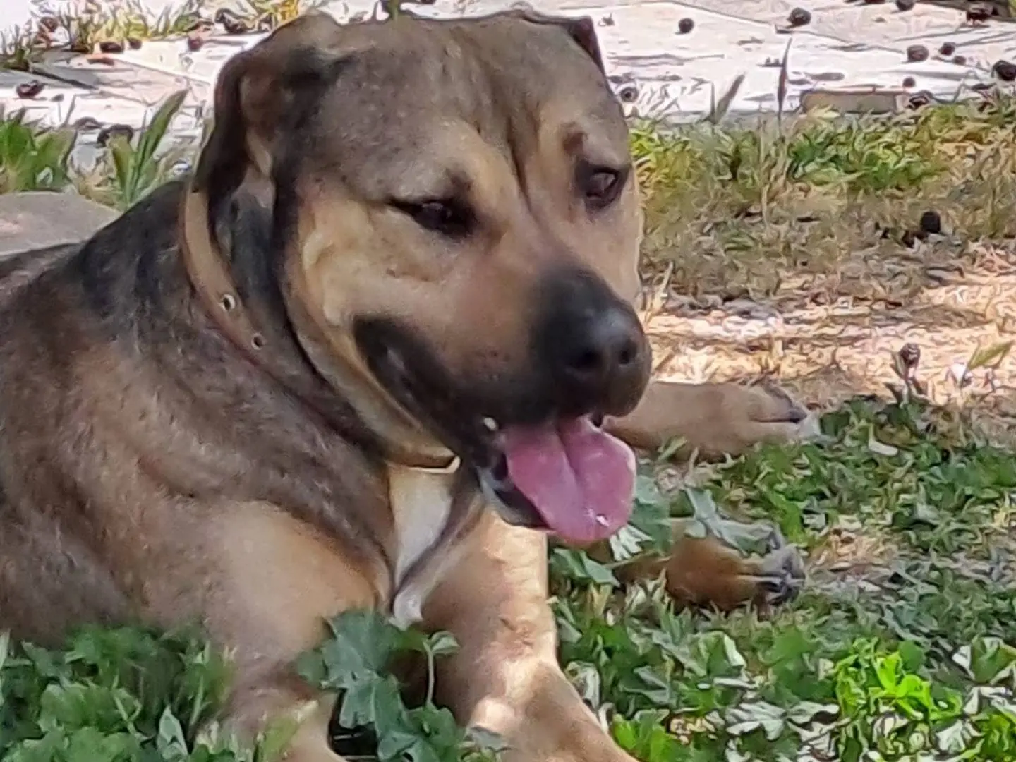 Adozione cane, maschio, Razza sconosciuta Razza sconosciuta, 3 anni e 9 mesi, taglia grande, Monza