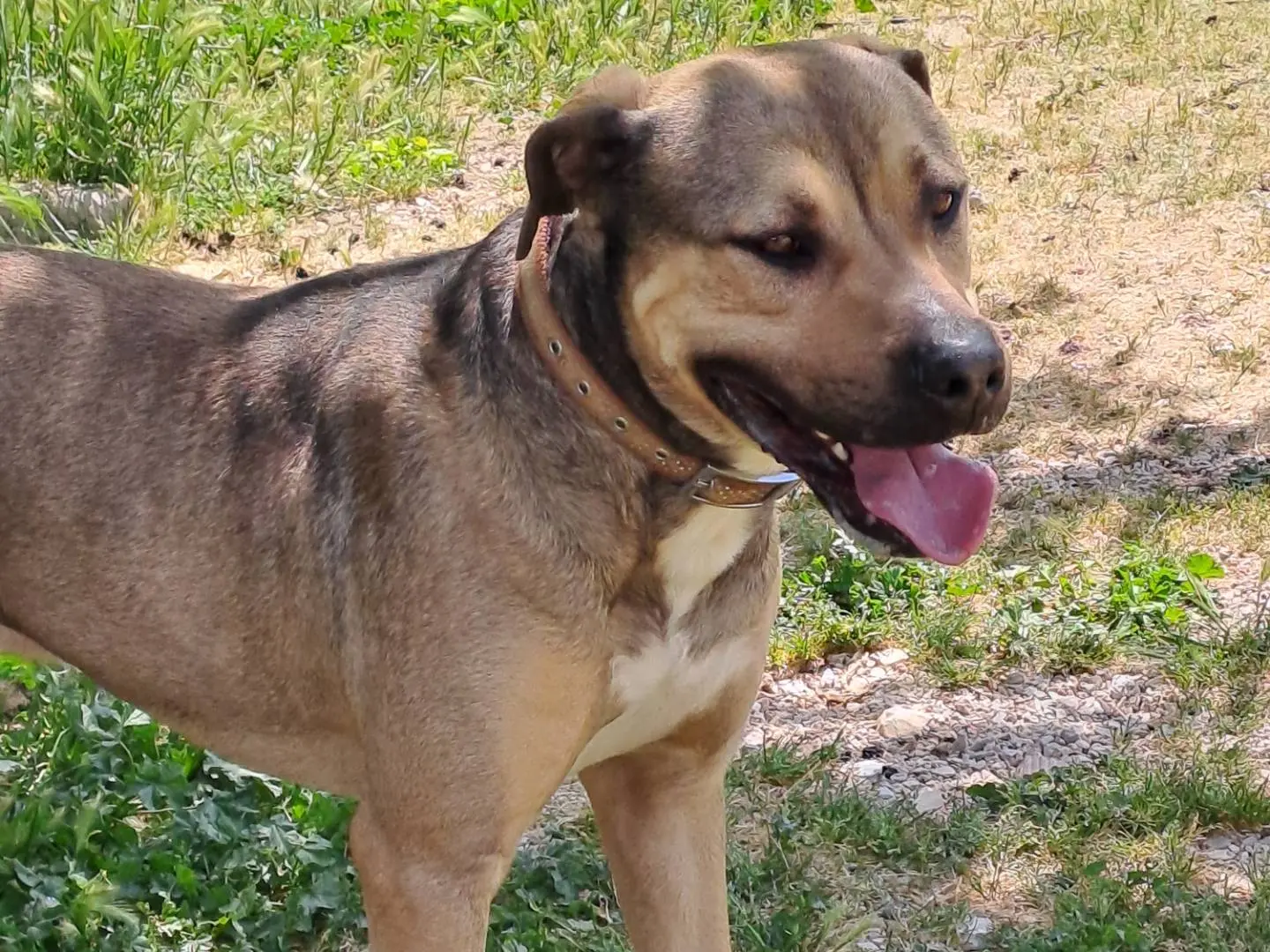 Adotta un cane, maschio, 3 anni e 9 mesi, Monza