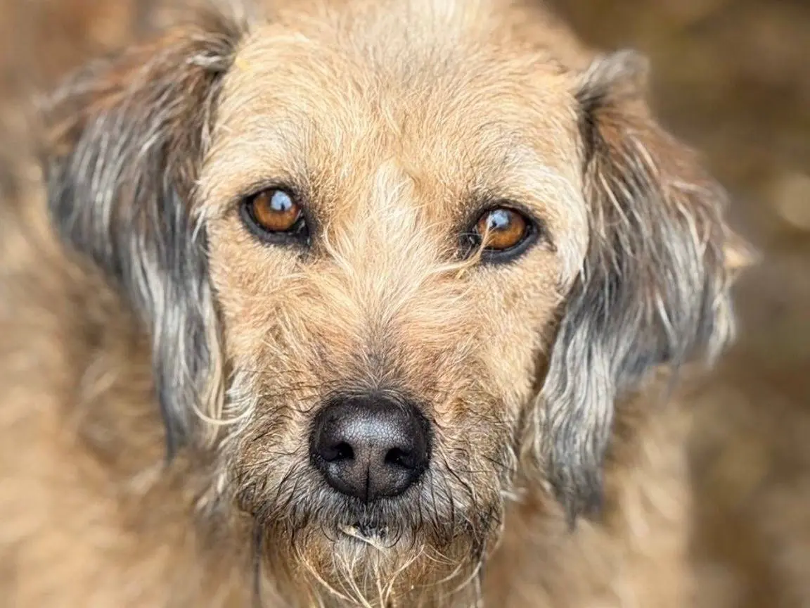 Vuoi adottare un cane a Firenze?