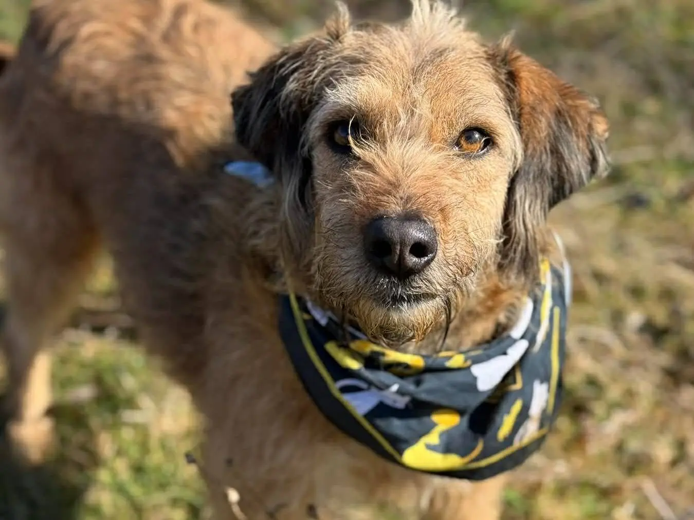 Adotta il cane SYRIA a Firenze
