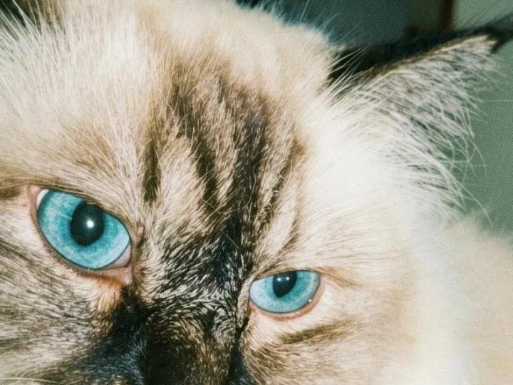 Adotta un gatto, femmina, 4 anni e 11 mesi, Pisa