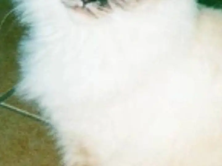 Vuoi adottare un gatto a Pisa?