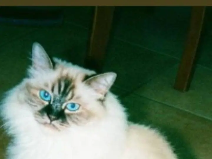 Adotta un gatto, taglia non valida, femmina, Pisa