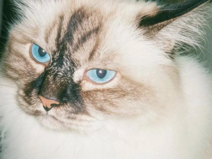 Adozione gatto, femmina, Sacro di Birmania Razza sconosciuta, 4 anni e 11 mesi, taglia non valida, Pisa