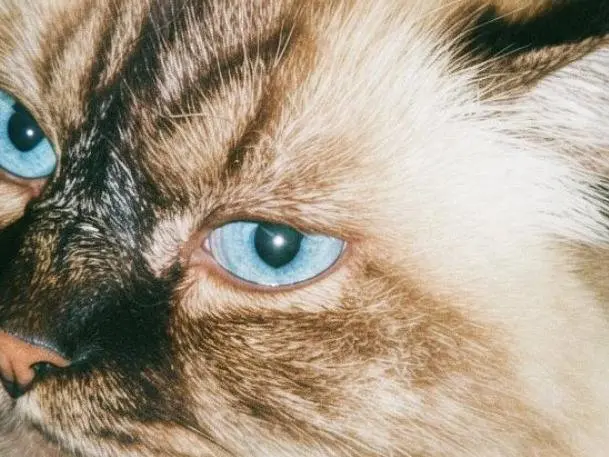 Adotta il gatto LUCE a Pisa