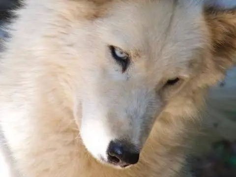 Adotta un cane, femmina, 4 anni e 6 mesi, Milano