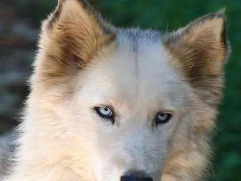 Adozione cane, femmina, Siberian Husky Razza sconosciuta, 4 anni e 6 mesi, taglia media, Milano