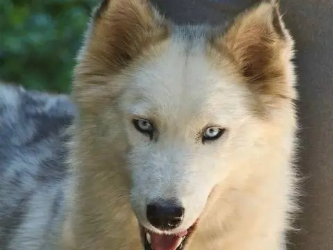 Adotta un cane, taglia media, femmina, Milano