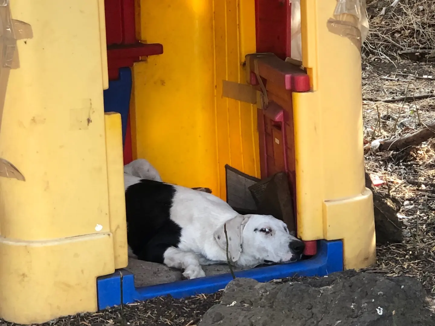 Adotta un cane, maschio, 3 anni e 4 mesi, Catania