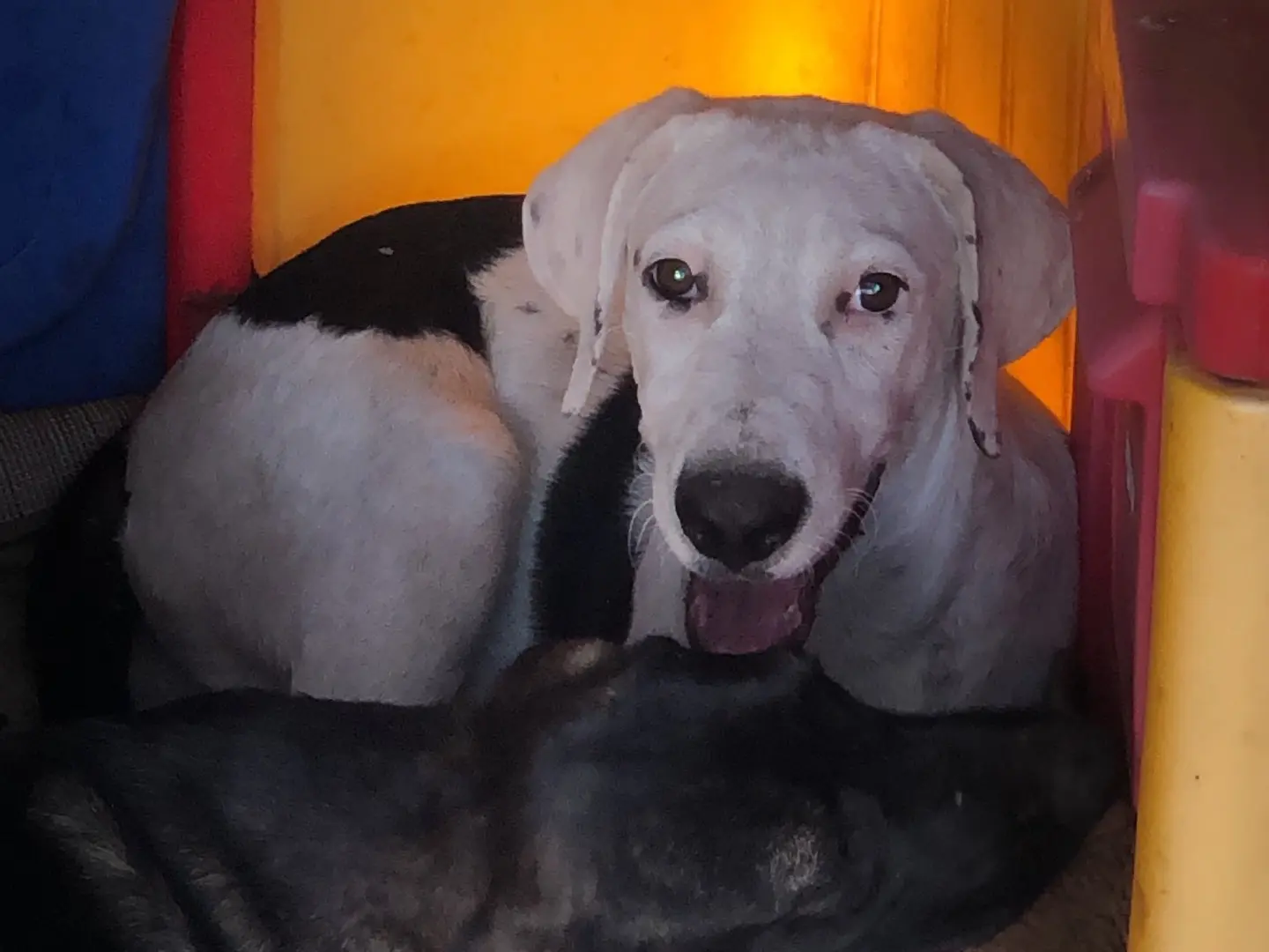 Adozione cane, maschio, Razza sconosciuta Razza sconosciuta, 3 anni e 4 mesi, taglia media contenuta, Catania