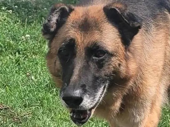 Adotta un cane, femmina, 11 anni, Milano