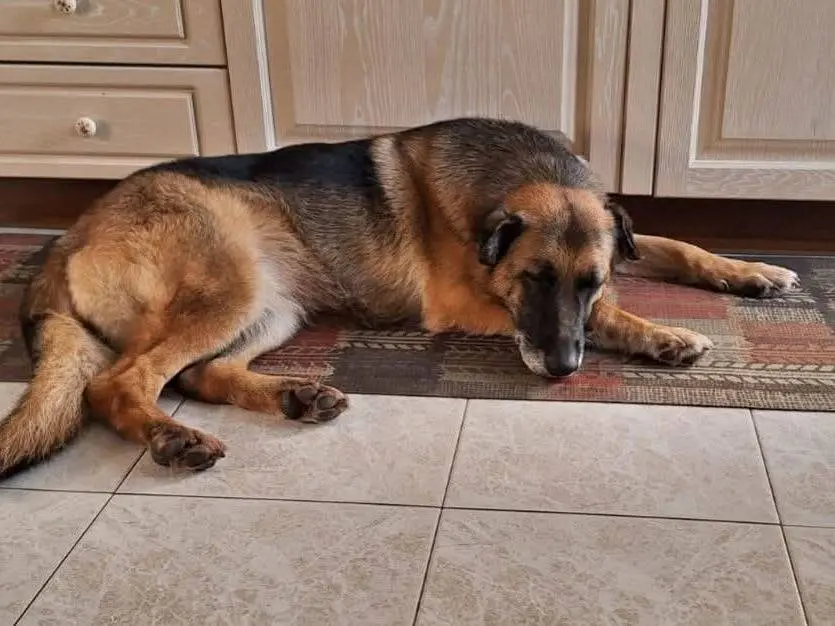 Adozione cane, femmina, Pastore tedesco Pastore tedesco, 11 anni, taglia grande, Milano