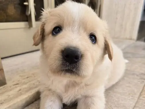Adotta un cane, femmina, 1 mese, Palermo
