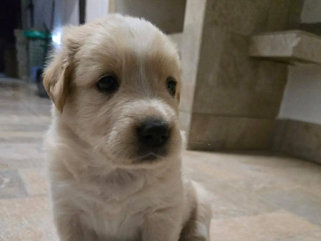 Adotta un cane, taglia media contenuta, femmina, Palermo