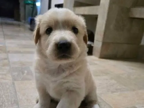 Adozione cane, femmina, Razza sconosciuta Razza sconosciuta, 1 mese, taglia media contenuta, Palermo