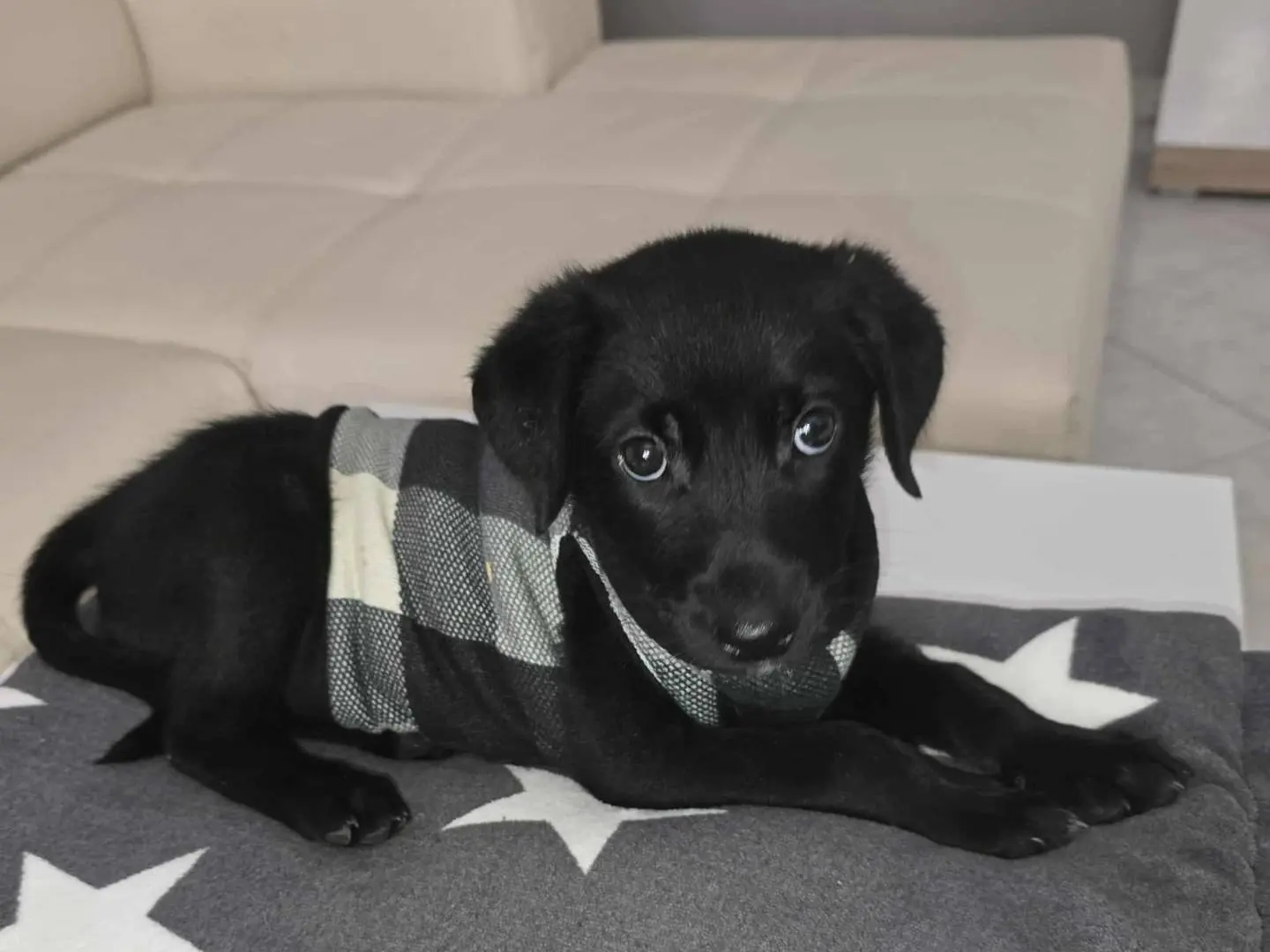 Adotta un cane, femmina, 1 anno e 1 mese, Catania