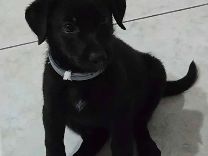 Adotta un cane, taglia media, femmina, Catania