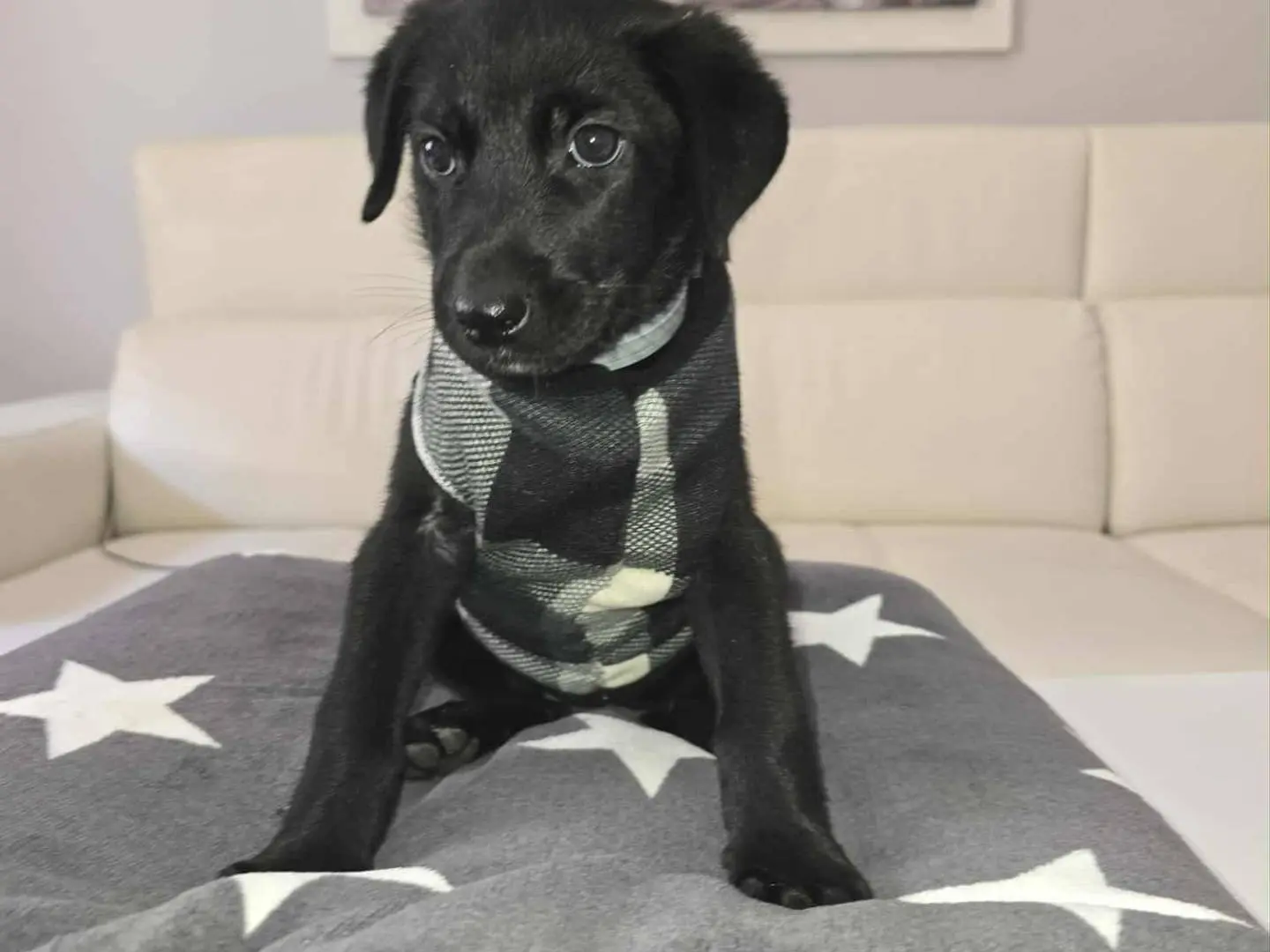 Adozione cane, femmina, Razza sconosciuta Razza sconosciuta, 1 anno e 1 mese, taglia media, Catania