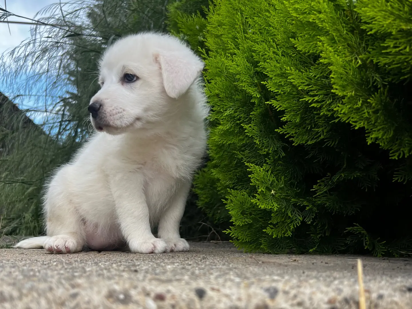 Vuoi adottare un cane a Enna?