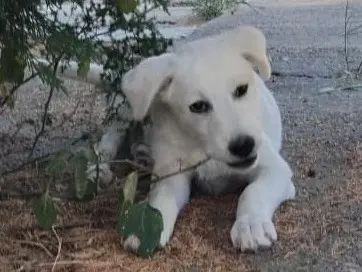 Adotta un cane, femmina, 6 mesi, Enna