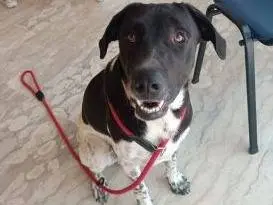 Adotta il cane Woody a Latina