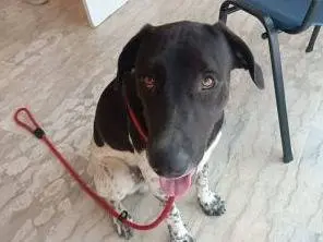 Adozione cane, maschio, Razza sconosciuta Razza sconosciuta, 2 anni e 9 mesi, taglia grande, Latina