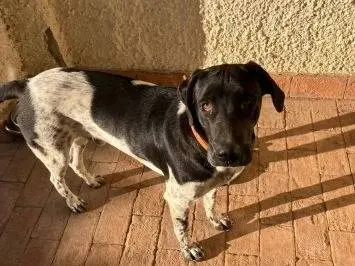 Adotta un cane, taglia grande, maschio, Latina