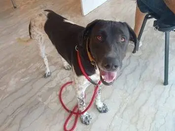 Adotta un cane, maschio, 2 anni e 9 mesi, Latina