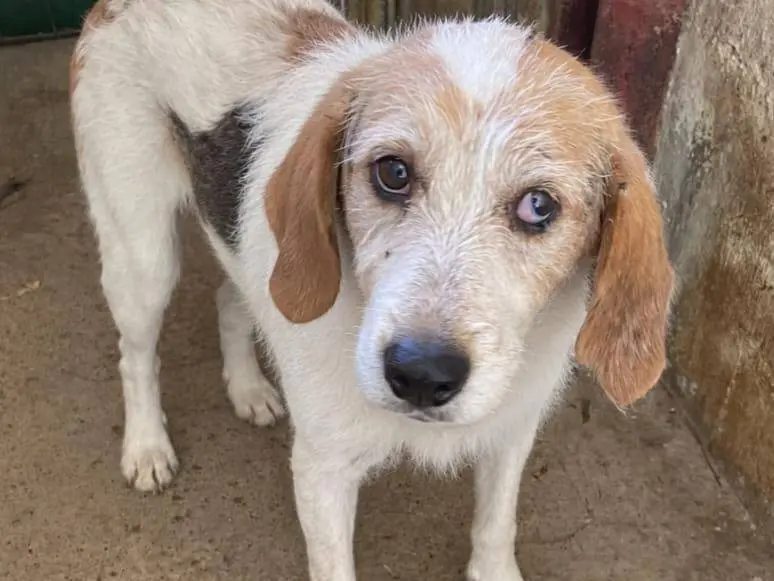 Adotta un cane, maschio, 7 anni e 2 mesi, Cuneo
