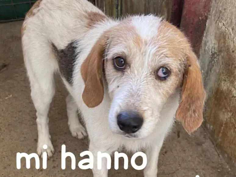 Adozione cane, maschio, Razza sconosciuta Razza sconosciuta, 7 anni e 2 mesi, taglia media, Cuneo