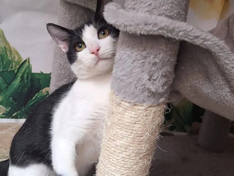 Adozione gatto, maschio, Razza sconosciuta Razza sconosciuta, 1 anno e 2 mesi, taglia non valida, Genova