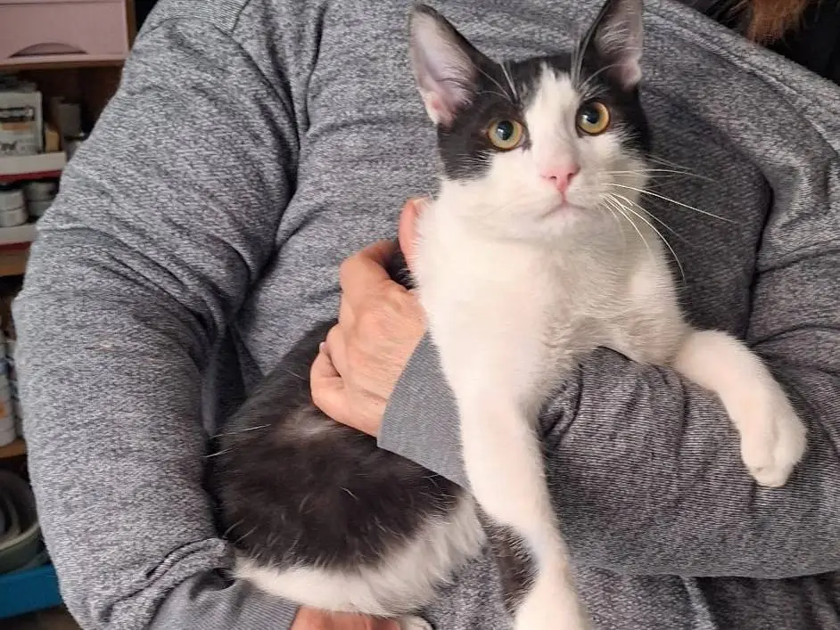 Adotta un gatto, maschio, 1 anno e 2 mesi, Genova