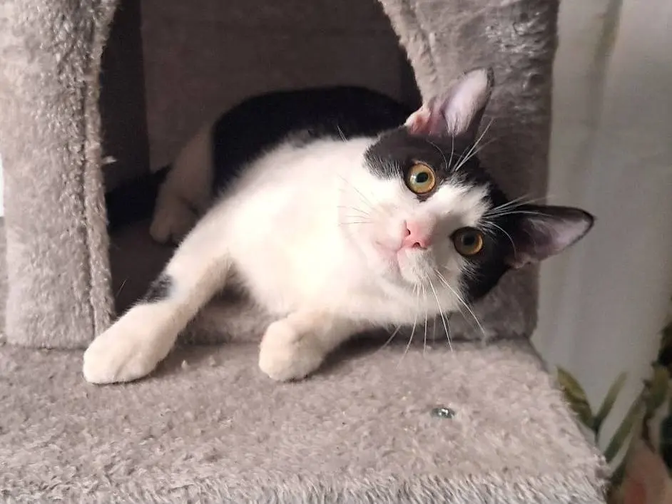 Adotta il gatto Axel a Genova