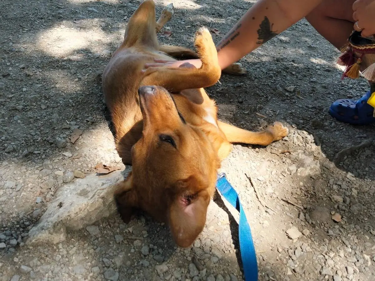 Adotta un cane, taglia media contenuta, femmina, Napoli