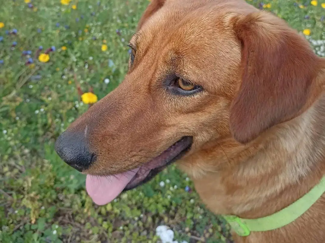 Adotta un cane, femmina, 3 anni, Napoli