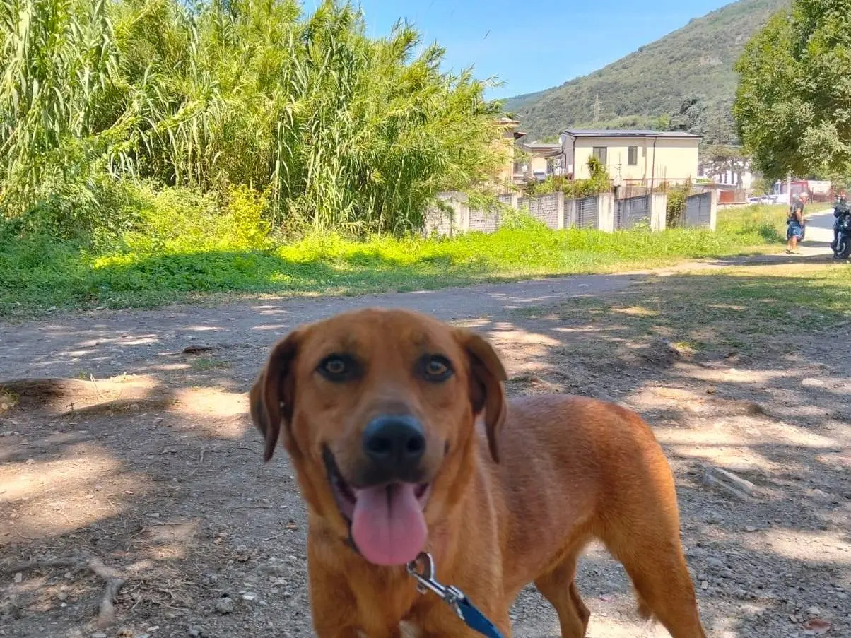 Adozione cane, femmina, Razza sconosciuta Razza sconosciuta, 3 anni, taglia media contenuta, Napoli