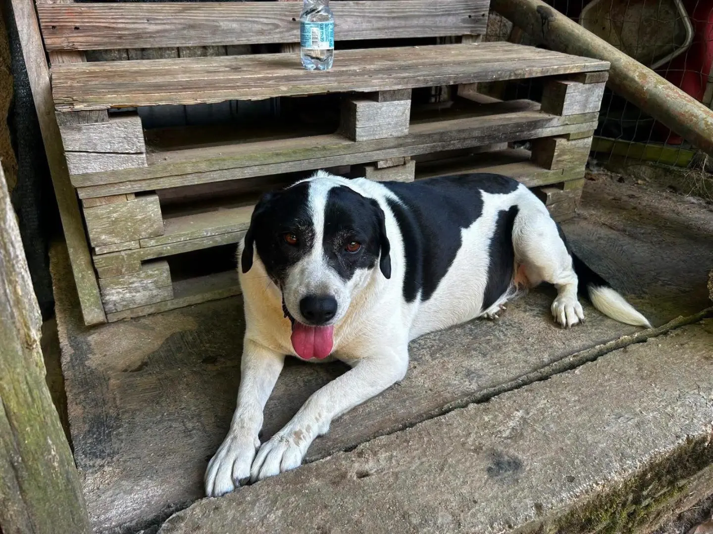 Adotta un cane, femmina, 6 anni, Frosinone
