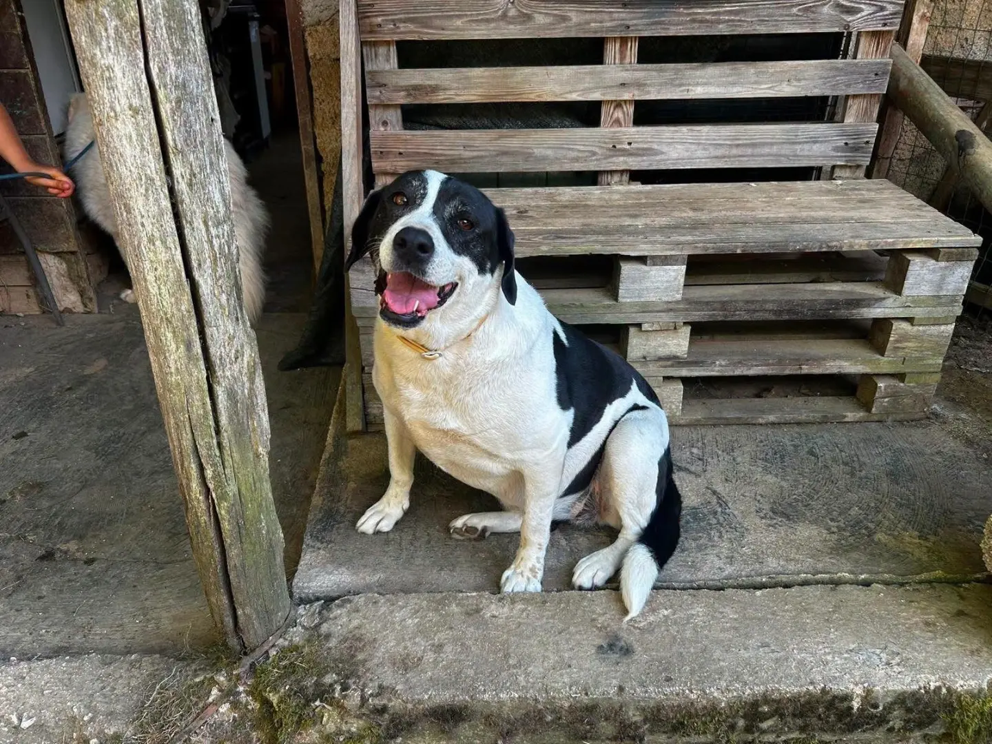 Adozione cane, femmina, Razza sconosciuta Razza sconosciuta, 6 anni, taglia grande, Frosinone