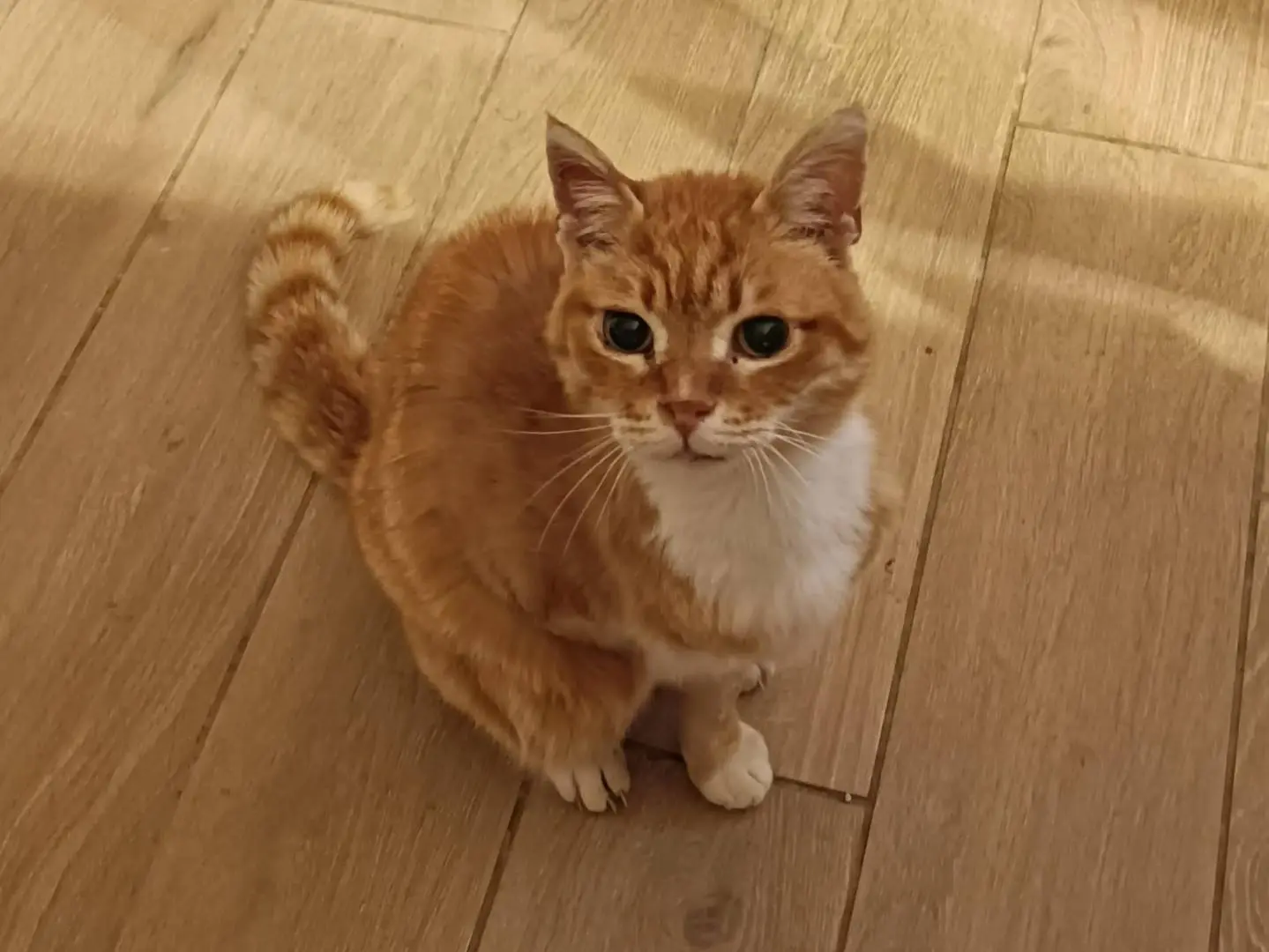 Adozione gatto, maschio, Razza sconosciuta Razza sconosciuta, 9 anni e 5 mesi, taglia non valida, Roma