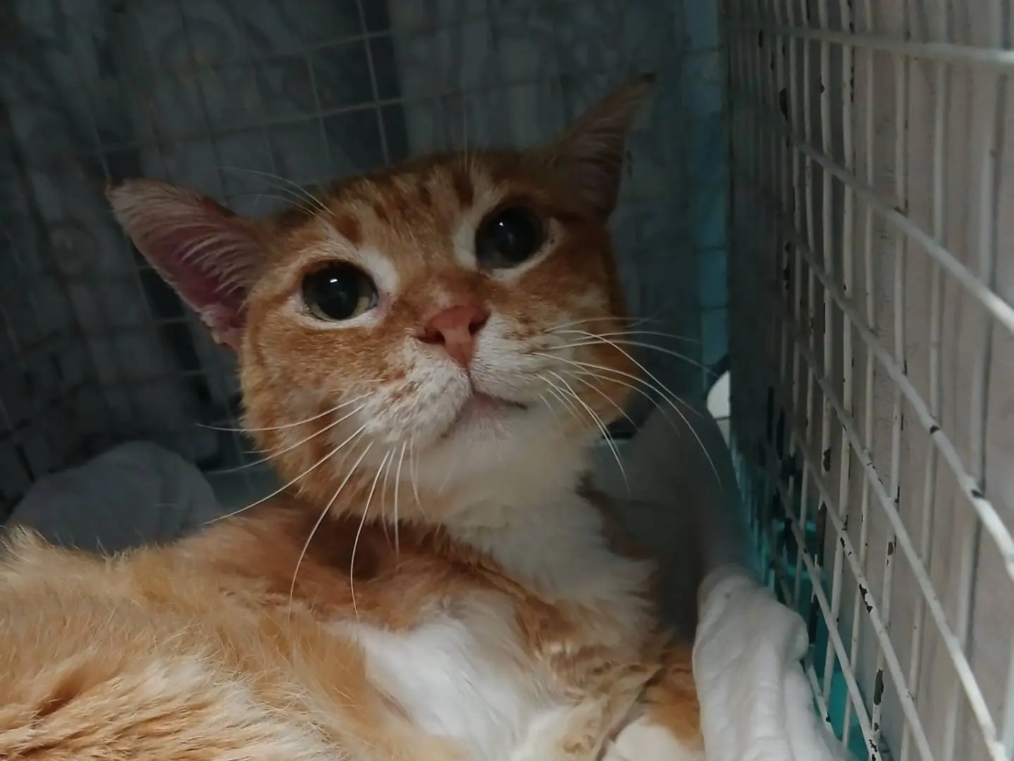 Adotta il gatto Ruben a Roma