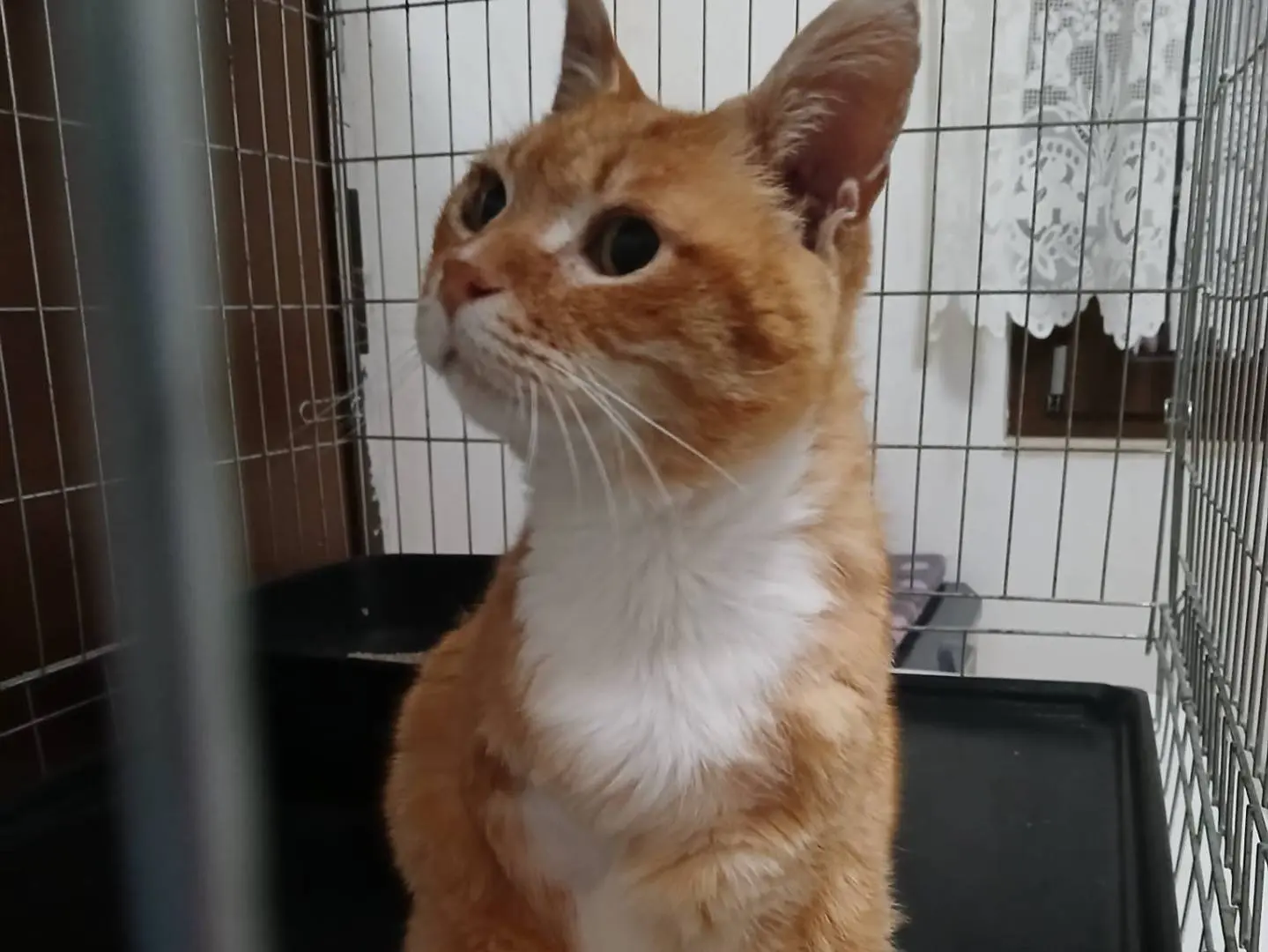 Vuoi adottare un gatto a Roma?