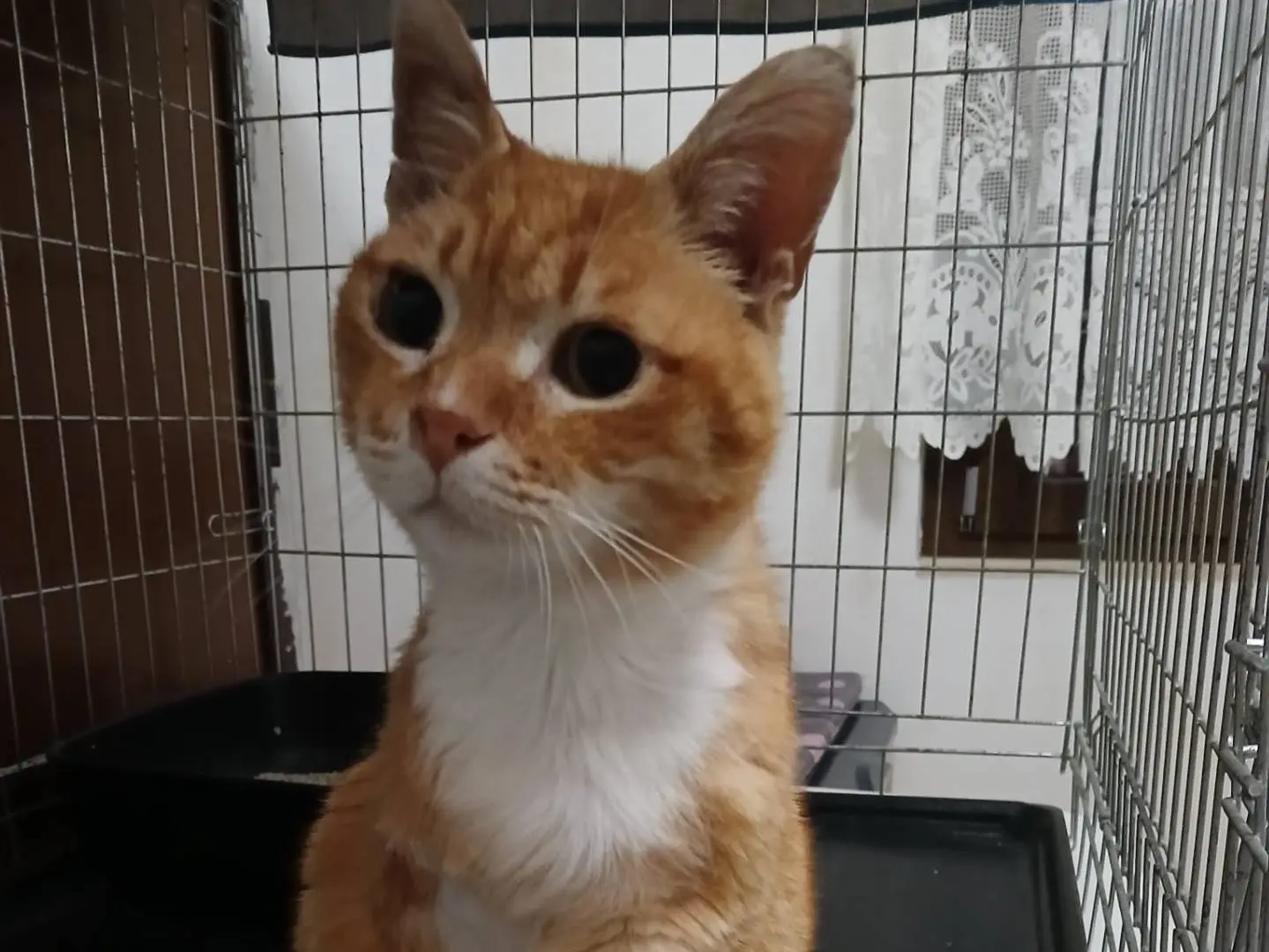 Adotta un gatto, maschio, 9 anni e 5 mesi, Roma
