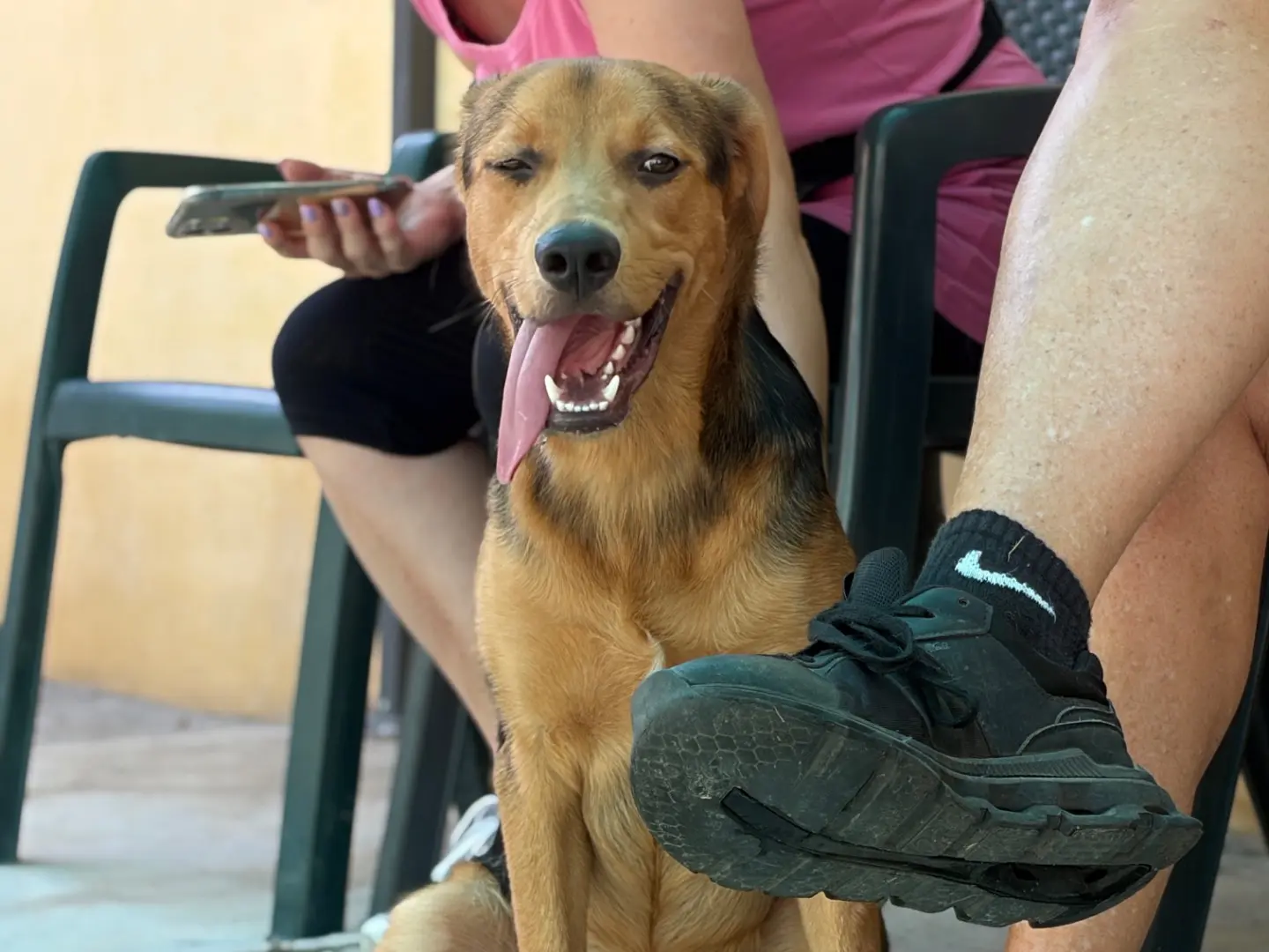 Adotta un cane, maschio, 10 mesi, Milano
