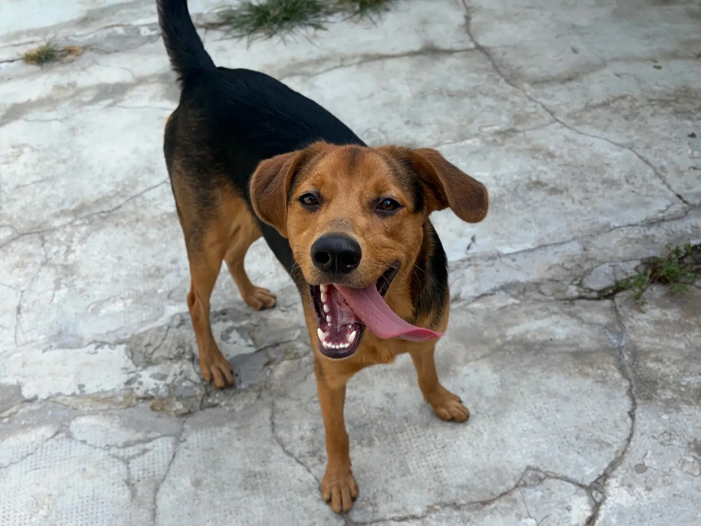 Adozione cane, maschio, Razza sconosciuta Razza sconosciuta, 10 mesi, taglia media contenuta, Milano